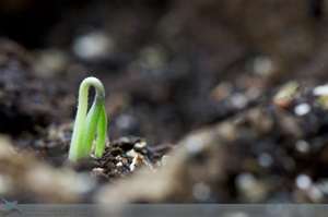 Seed sprouting out of the ground
