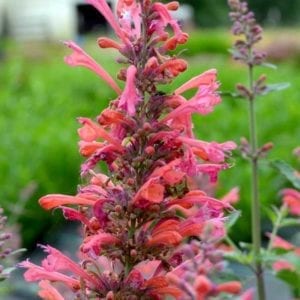 agastache kudos coral