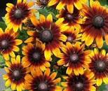 Red, or orange, and yellow autumn color Rudbeckia flowers