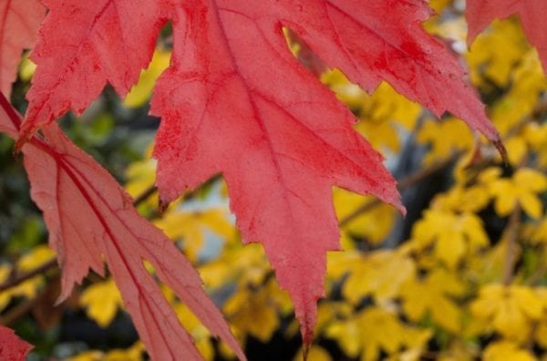 Up close picture of Acer Rubrum Autumn Blaze foliage
