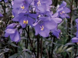 Flowers of Purple Polemonium Bressingham