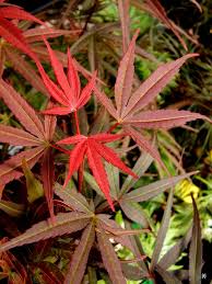 Red and green foliage of Acer Palmatum Beni Otake