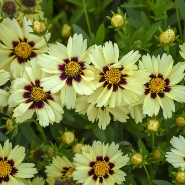 coreopsis uptick cream and red