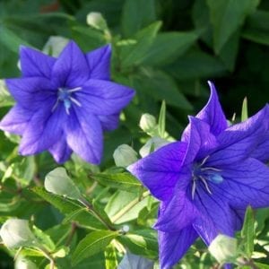 Up close photo of Double Blue Balloon flower