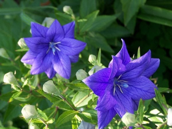 Up close photo of Double Blue Balloon flower