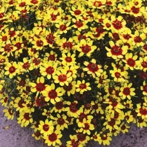 Coreopsis firefly