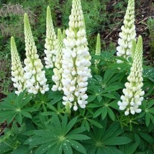 Gallery White Lupine