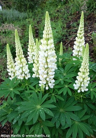 Gallery White Lupine