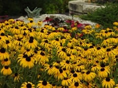 Patch of yellow Gold Rush Rudbeckia