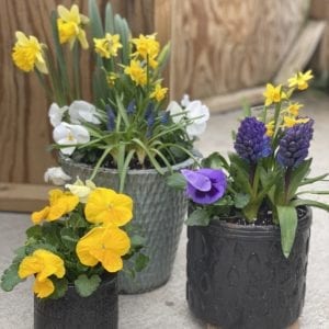 Arrangement of potted spring flowers