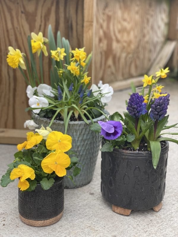 Arrangement of potted spring flowers