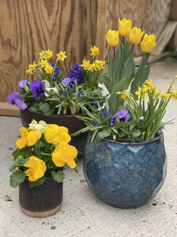 Arrangement of potted mixed spring flowers