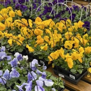 Trays of yellow and purple pansies