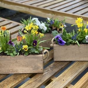 Wooden square pots of mixed spring flowers