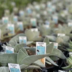 Group of Succulent Helicopter Plants