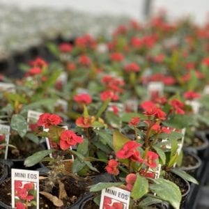 Red flowered Mini Eos Succulents