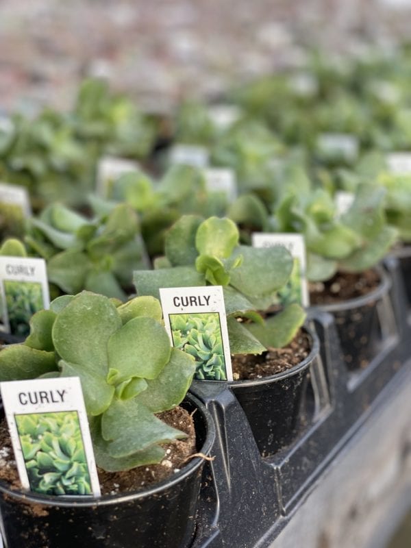 Small pots of Green Curly Succulents