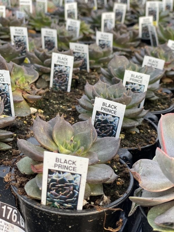 Pots of Black Prince Succulents