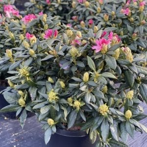 Potted Cosmopolitan Rhododendron