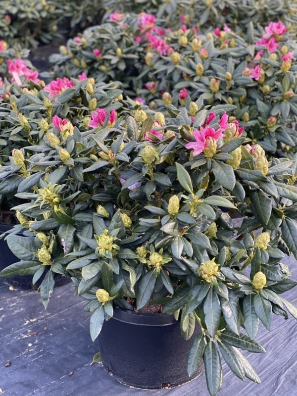 Potted Cosmopolitan Rhododendron
