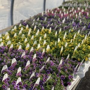table of petunias in the greenhouse at The Farm