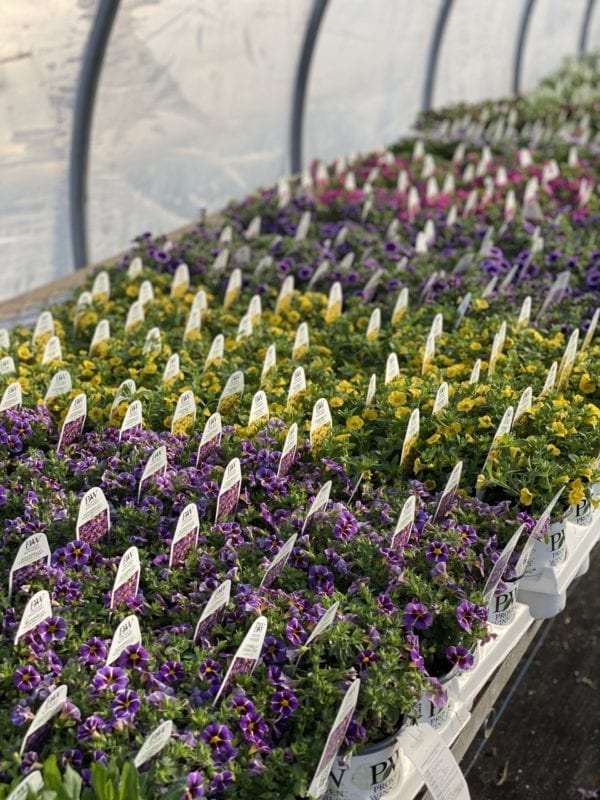 table of petunias in the greenhouse at The Farm
