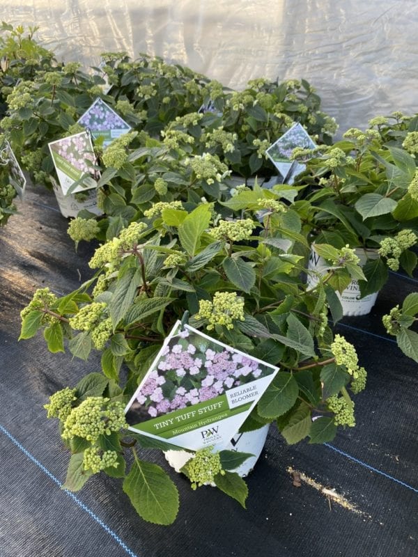 Mountain Hydrangeas in the greenhouse at The Farm