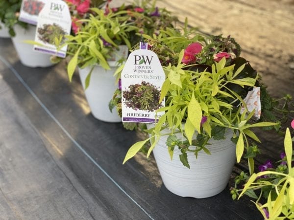 Fireberry flower pots