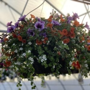 petunia hanging basket inside of greenhouse