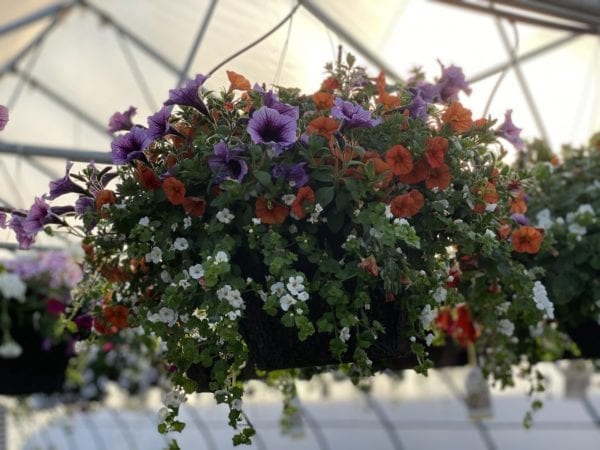 petunia hanging basket inside of greenhouse