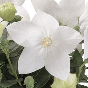 Platycodon Florist White Flower