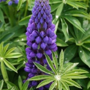 Popsicle blue Lupine