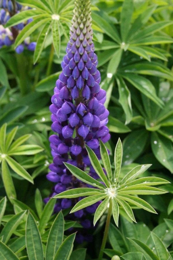 Popsicle blue Lupine
