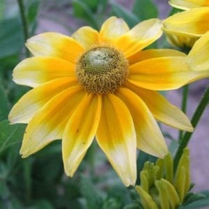 Flower of orange and light yellow Prairie Sun Rubeckia
