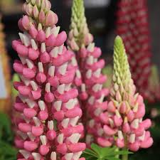 Rose and white bloom of Staircase Lupine