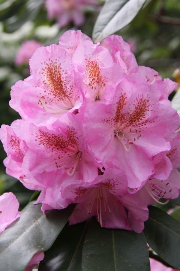 Pink flower of Scintillation Rhododendron