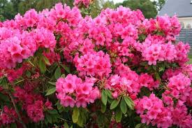 Blooms od Anna Rose Whitney Rhododendron