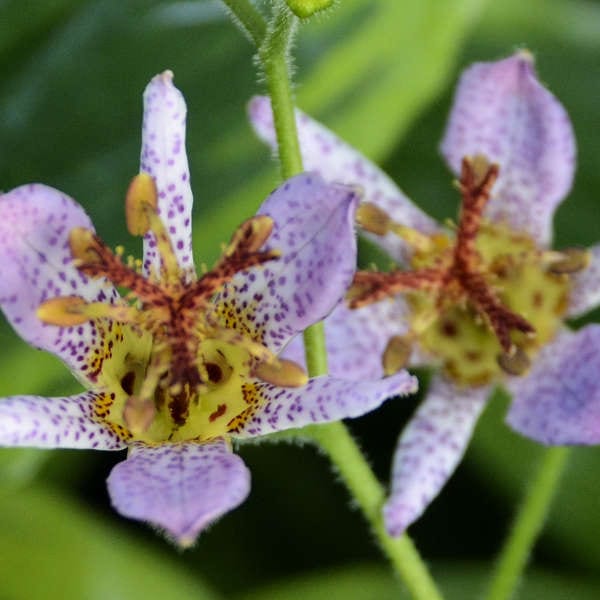 Unclose picture of an Autumn Glow Toad Lily flower