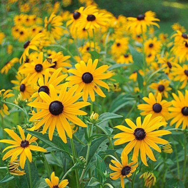 Patch of yellow Black Eyed Susans