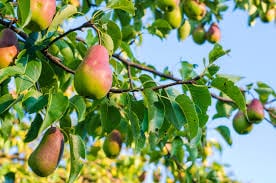 Barlett Pears on branches