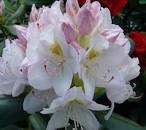 White blossom of Catawba Rhododendron