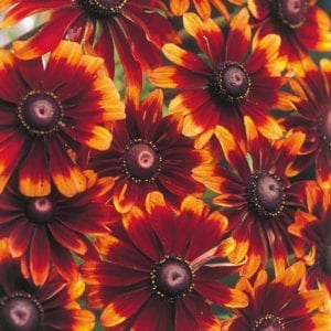 Up close picture pf red and orange Chocolate Rudbeckia
