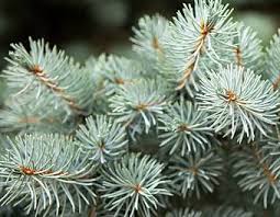 Branches of Abies Concolor Fir