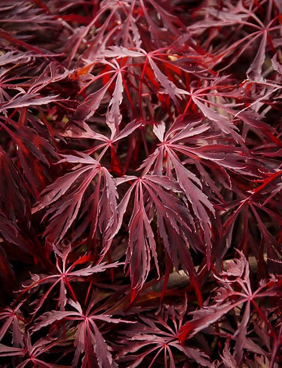 Red foliage of Acer Palmatum Crimson Queen