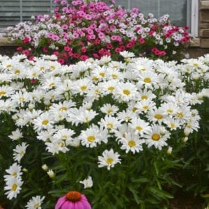 leucanthemum amaz daisy may proven winners