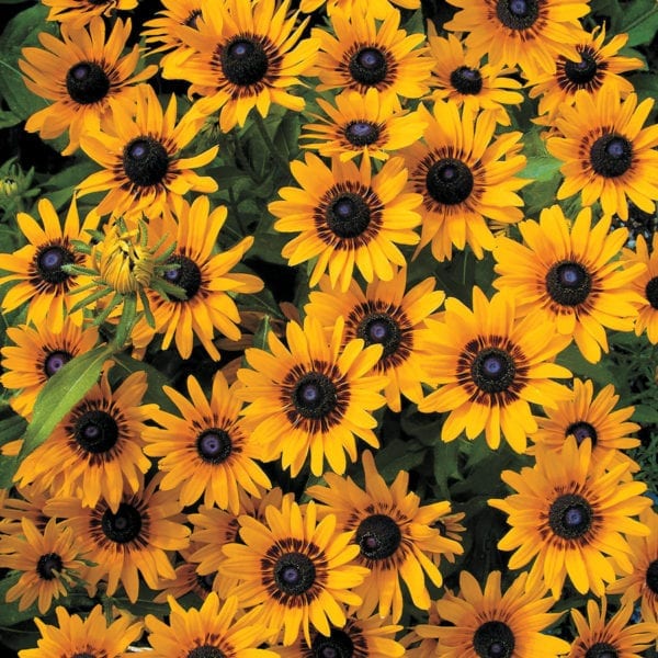 Multiple black and yellow Denver Daisies flowers
