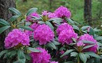 Bright pink English Roseum Rhododendron