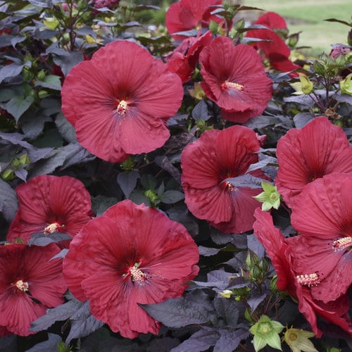 hibiscus holy grail proven winners