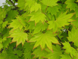 Green Acer Shirasawanum Aureum
