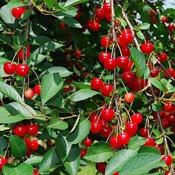 Red fruit of Sweet Cherry Lapis